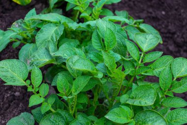 Parlak yeşil yaprakları olan genç patates bitkileri, gelecekte hasat sözü vererek koyu toprakta yetişir. Taze filizler bahar yenilenmesini ve dünyanın bereketini simgeler. Görüntü tarımsal temaların sergilenmesi için ideal.