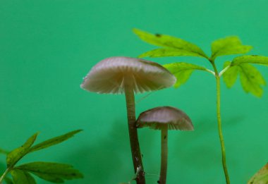 İnce saplı zarif mantarlar canlı yeşil bir arkaplanda göze çarpıyor, minimalist ama çarpıcı bir kompozisyon oluşturuyor. Canlı renkler ve canlı çizgiler bu resmi doğa veya sanatsal temalar için ideal kılar.