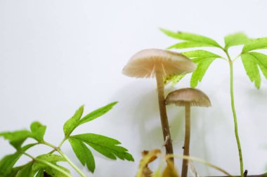 İnce saplı zarif şemsiye mantarları canlı yeşil filizlerin yanında büyüyerek minimalist bir kompozisyon oluşturur. Işık arka planı doğal formları ve dokuları vurguluyor, doğa tasviri için mükemmel..