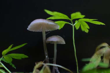 Hassas şemsiye mantarları karanlık arka planda ortaya çıkarak çelişkili ve ilgi çekici bir orman sahnesi yaratır. Yakındaki yeşil filizler bu doğal makro bileşimine tazelik ve dinamizm ekler..