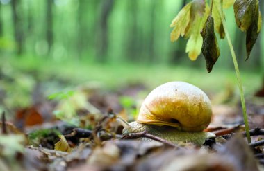 Bir salyangoz orman zemininde yavaşça dolaşır, sakin ve doğal bir güzellik hissi uyandırır. Makro çekim, kabuğunun ve çevrenin karmaşık detaylarını yakalar. Vahşi yaşam temaları için idealdir..