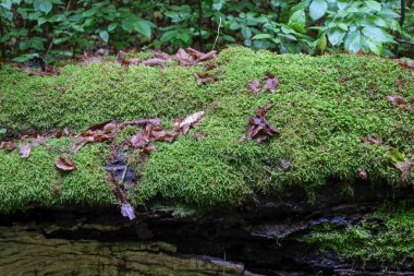 Yosun dolu yemyeşil bir halı, eski bir ağaç gövdesini kaplıyor ve güzel bir orman manzarası yaratıyor. Düşen bazı yapraklar bu sakin kompozisyona doku ve doğallık ekler, doğa tasviri için mükemmeldir..