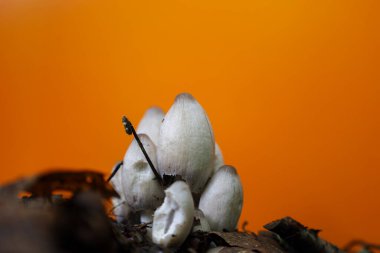 Düşen yaprakların arasından parlak turuncu bir arka plana doğru uzanan uzun kapaklı beyaz mantar kümesi. Bu alışılmadık kombinasyon organik formları vurgular..