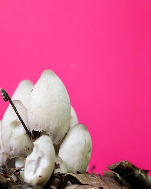 Uzun kapaklı beyaz mantar kümesi yapraklarla kaplı zeminden canlı pembe arka planda ortaya çıkıyor. Bu alışılmadık kombinasyon organik formları vurgular..