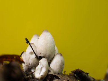 Uzun başlıklı beyaz mantarlar, düşen yaprakların arasından parlak sarı bir zemine doğru uzanıyor. Bu alışılmadık kombinasyon organik formları vurgular ve renk katar.