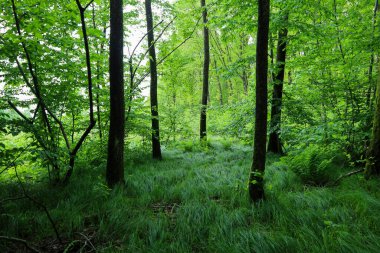 Uzun ağaçlar ve yemyeşil çimlerle kaplı sarhoş edici yeşil orman ortamı. Bu sakin sahne ormanın doğal renk paletini gözler önüne seriyor. Huzuru ve doğayla bütünlüğü çağrıştıran tasvirler için mükemmel..