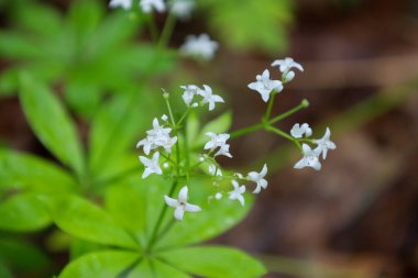 Zarif beyaz çiçekler, küçük kümeler halinde dört taç yaprağı, parlak yeşil yaprakların üzerinde zarif bir şekilde yükseliyor. Bitki bir halı oluşturuyor ve orman tabanına organik doku ekliyor..