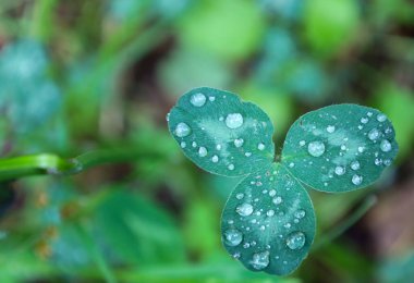 Işıl ışıl çiğ damlalarıyla kaplı yonca yaprağı, bulanık yeşil bir arkaplan üzerine kurulur. Her damla ışığı yansıtıyor. Sabahın tazeliğini ve saflığını vurguluyor. Doğayı ve güzelliğini simgeliyor..