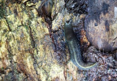 Benekli bir sümüklü böcek yaşlı bir ağacın ıslak kabuğunda yavaşça sürünerek bir balçık izi bırakır. Çatlak ve yosunlu dokulu ağaç kabuğu ilginç bir doğal arka plan yaratır. Görüntü, orman hayvanlarının mikro dünyasının detaylarını ortaya koyuyor..