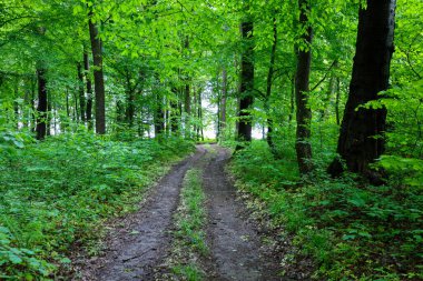 Yoğun yeşil ağaç yapraklarının arasından aydınlatılmış bir orman yolu ormanın derinliklerine çıkar. Taze bahar bitkileri doğal ortamda bir sükunet ve yalnızlık hissi yaratır. Görüntü, bir orman yürüyüşünün atmosferini mükemmel bir şekilde yansıtıyor..