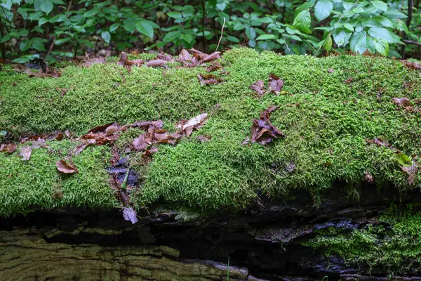 Yosun dolu yemyeşil bir halı, eski bir ağaç gövdesini kaplıyor ve güzel bir orman manzarası yaratıyor. Düşen bazı yapraklar bu sakin kompozisyona doku ve doğallık ekler, doğa tasviri için mükemmeldir..