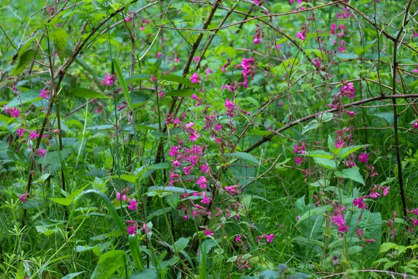 Yeşillik yeşil bitki örtüsünün arasında açan canlı pembe çiçekler orman ortamında çarpıcı bir renk kontrastı yaratıyor. Bu doğal arkaplan bahar çiçeklerini vurgulamak için idealdir..