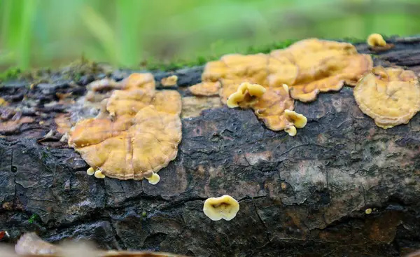 Yosun kaplı ağaç gövdesinde yetişen turuncu ve sarı mantarlar. Küf ve mantar kabukta organik bir doku oluşturur. Doğal renk paleti olan bir orman manzarası..