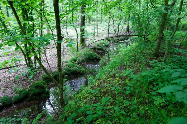 Uzun ağaçlar ve yemyeşil bitkilerle dolu sık bir orman, içinden yosun akıntıları akan dar bir dere. Güneş ışığı yaprakların arasından süzülüp gölgeler yaratıyor. Doğal vahşilik ve sükuneti vurguluyor..