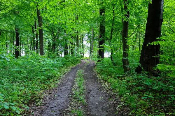 Yoğun yeşil ağaç yapraklarının arasından aydınlatılmış bir orman yolu ormanın derinliklerine çıkar. Taze bahar bitkileri doğal ortamda bir sükunet ve yalnızlık hissi yaratır. Görüntü, bir orman yürüyüşünün atmosferini mükemmel bir şekilde yansıtıyor..