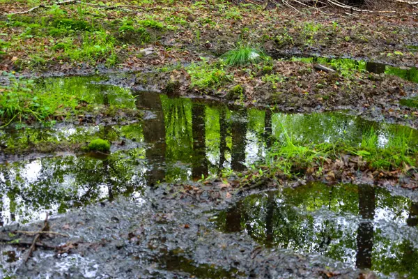 Çamurlu su birikintilerinin yeşil ağaçları ve gökyüzünü yansıttığı doğal orman manzarası gerçeküstü bir etki yaratıyor. Islak zemin ve dağınık yapraklar vahşi ve el değmemiş doğayı vurgular..