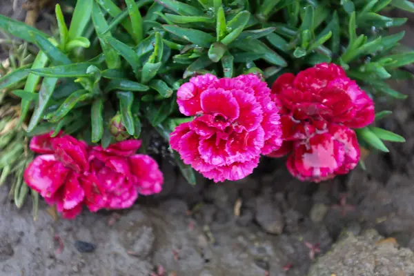 Parlak pembe karanfil çiçekleri yemyeşil ve nemli bir toprak zemininde çiçek açar. Bu makro çekim doğanın güzelliğini yakına çekiyor, canlı renkler ve hassas taç yaprakları vurguluyor..