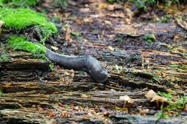 Bir sümüklü böcek yosun kaplı bir kütükte süzülerek vahşi ormanın dokusunu gözler önüne seriyor. Bu detaylı makro çekim orman canlılarının doğal yaşam alanını ve günlük yaşamlarını yakalar..