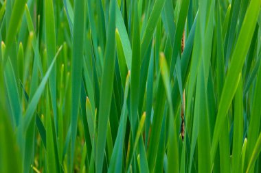 Yükselen gür, canlı yeşil saplar doğal bir desen oluşturur. Bu yoğun yeşillik örtüsü doğanın dayanıklılığını ve dayanıklılığını sergiliyor, bir huzur ve uyum hissi ekliyor..