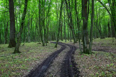 Bir orman, sık yapraklı ağaçların rahat bir gölge yarattığı yeşil bir ormanın içinden esiyor. Bu manzara doğanın sükunetini ve saflığını aktarıyor, davetkar yürüyüşler..