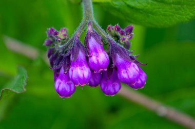 Parlak mor papağan çiçekleri, bulanık yeşil yapraklarla çevrili kıllı gövdelerin üzerindeki sarkık çanlar gibi sarkıyor. Bu resim doğada bulunan kır çiçeklerinin güzelliğini ve benzersizliğini aktarır..