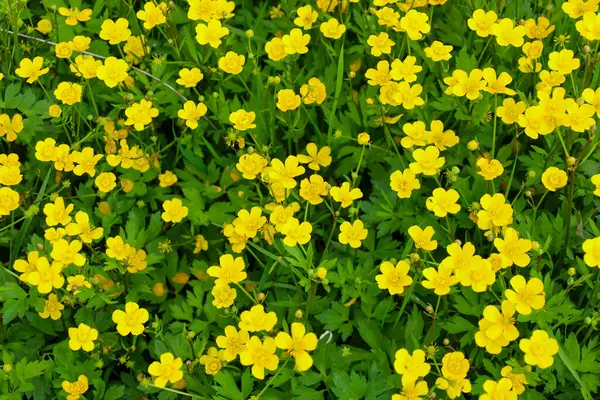 Canlı, yeşil çimenlerin arasına dağılmış altın sarısı çiçeklerden oluşan bir halı zengin, doğal bir zemin oluşturuyor. Çiçek yazın enerjisini ve dinginliği taşır..