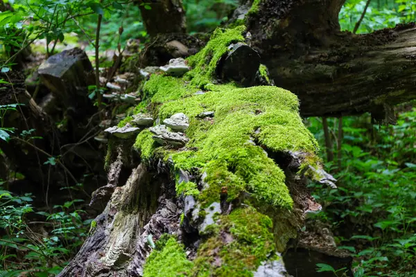 Ormana düşen kocaman bir ağaç gövdesi yoğun bir şekilde parlak yeşil yosun ve beyaz yanıcı mantarlarla kaplıdır. Bu sahne, orman ekosistemindeki bozulma ve yeniden doğuşun doğal sürecini aktarıyor..