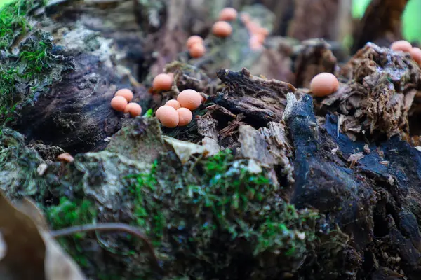 İncilere benzeyen küçük turuncu küre mantarları, yosun ve ağaç kabuğu kalıntılarıyla kaplı eski bir kütük üzerinde yoğun bir şekilde düzenlenmiştir. Bu makro fotoğraf orman ekosisteminin şaşırtıcı mikro evrenini gözler önüne seriyor.,