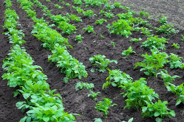 Zengin topraktan canlı sıralanmış taze patates filizleri çıkar ve gelecek hasat vaadinde bulunur. Güneşe uzanan yeşil yapraklar tarım ürünlerinin büyümesini ve refahını yansıtıyor.
