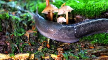 Yavaş hareket eden sümüklü böcek canlı yeşil yosunların üzerinde ustalıkla süzülür ağaç kabuğunda yetişen orman mantarları arasında ustalıkla manevra yapar..