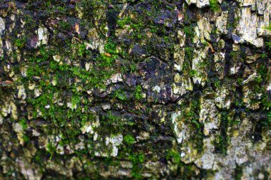 Dokulu ağaç kabuğu, zengin yeşil yosun ve yosunlarla kaplı, karmaşık bir desen oluşturur. Bu makro çekim, doğal dokuları ve gövdenin yüzeyindeki organizmaların etkileşimini canlı bir şekilde yakalar..