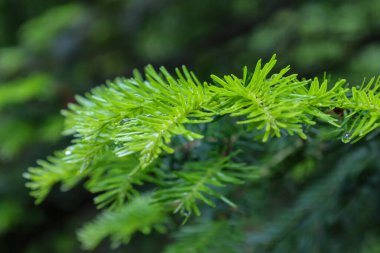 Canlı yeşil kozalaklı dallar ön planda çiğ damlaları ile duruyor, taze ve canlandırıcı bir görünüm yaratıyor. Bu detaylı makro çekim iğnelerin dokusunu ve doğanın canlılığını vurguluyor..