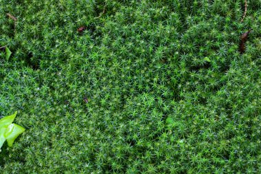Canlı yeşil yosunlardan oluşan gür bir halı yüzeyi kaplayarak yoğun ve desenli doğal bir battaniye oluşturur. Her küçük bitki hacim ekler ve mükemmel bir arkaplan dokusu yaratır..