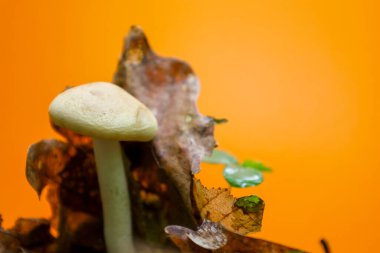 Kurumuş yaprakların üzerinde parlak turuncu arka planda büyüyen küçük soluk sarı bir mantar. Mantara olan keskin odak onun zarafetini vurgular, arka plan renkli bir kontrastı oluşturur..