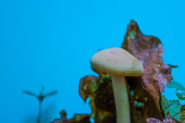 Soluk sarı bir şapkası ve uzun bir sapı olan, kuru yaprakların üzerinde yükselen, parlak mavi bir arka planı olan yalnız bir mantar. Görüntü minimalisttir ve doğanın narin güzelliğine odaklanır..