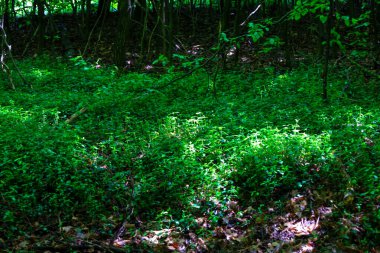 Güneş ışınlarıyla kısmen aydınlatılmış, parlak yeşil bitkilerle kaplı yoğun bir orman çalılığı, ışık ve gölgelerden oluşan bir kontrastı yaratıyor..