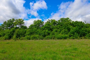 Yoğun bir ormanın sınırında, ön planda zengin yeşil bir tarlanın yer aldığı canlı bir yaz manzarası. Üzerinde, kabarık beyaz bulutları olan mavi bir gökyüzü, sükunet hissi yaratıyor..
