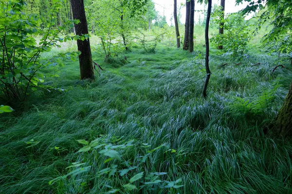 Uzun yeşil çimenler orman zeminini yoğun bir şekilde kaplayarak, yüksek ağaçların altında pitoresk bir halı oluşturuyor. Kanopi boyunca filtrelenen doğal ışık derinlik katarak ormanın sakin atmosferini vurgular..