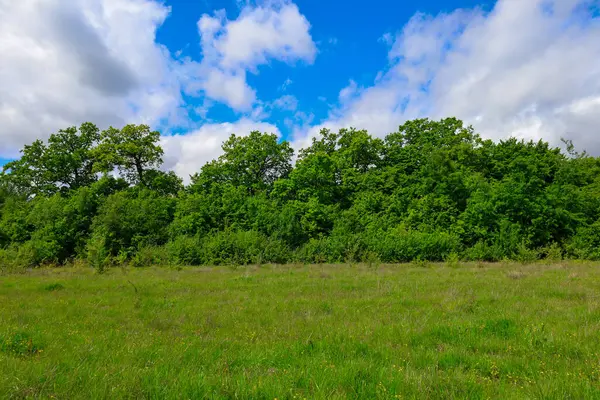 Yoğun bir ormanın sınırında, ön planda zengin yeşil bir tarlanın yer aldığı canlı bir yaz manzarası. Üzerinde, kabarık beyaz bulutları olan mavi bir gökyüzü, sükunet hissi yaratıyor..