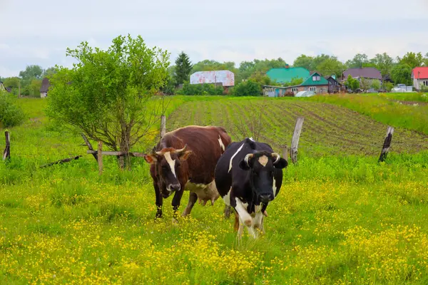 İki inek, biri beyaz benekli, biri kahverengi, sarı çiçeklerle benekli parlak yeşil bir çayırda otluyor. Arka planda, evleri ve ekili arazileri olan bir kırsal alan görülebilir..