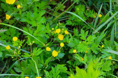 Bu makro fotoğraf gür yeşil çimenler ve yapraklar arasında canlı sarı bir düğün çiçeği örtüsünü gösteriyor. Geniş bir doğa, bahar ya da yaz tazeliği hissi taşır..