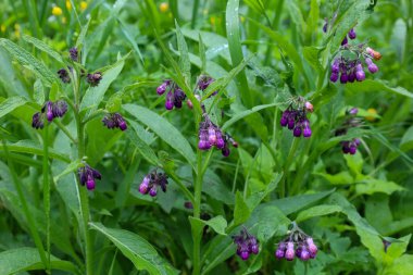 Bu yakın plan çekimde, çan şeklinde mor çiçekler ve yemyeşil yapraklarla çevrili çalılar yer alıyor. Bazı çiy damlaları ya da yağmur damlacıkları ayrıntılara tazelik ekler.