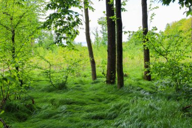 Fotoğraf, uzun ağaçlar ve yoğun yeşil çimlerle kaplı bir orman manzarasını gösteriyor. Bazı genç filizler ve çalılar bitki örtüsüne çeşitlilik katar..