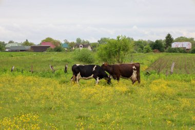 Fotoğraf, sarı çiçeklerle benekli büyük yeşil bir çayırda otlayan iki ineği gösteriyor. Arka planda, kırsal evler ve ağaçlar görülebiliyor ve tipik bir tarım manzarası yaratıyor..