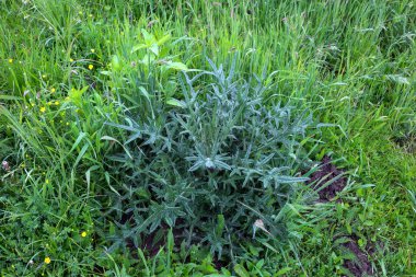 Bu yakın plan fotoğraf yeşil çimenler ve küçük sarı çiçekler arasında bir devedikeni gösteriyor. Keskin, dokulu yaprakları çevreleyen çevrenin yumuşak yeşilliğiyle tezat oluşturuyor..
