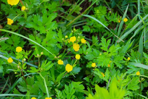 Bu makro fotoğraf gür yeşil çimenler ve yapraklar arasında canlı sarı bir düğün çiçeği örtüsünü gösteriyor. Geniş bir doğa, bahar ya da yaz tazeliği hissi taşır..