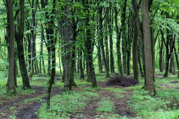 Fotoğrafta uzun ağaçlarla kaplı sık bir orman, kalın yeşil bir tepe örtüsü oluşturuyor. Yerdeki toprak ve yapraklar doğal bir çevreyi işaret ediyor..
