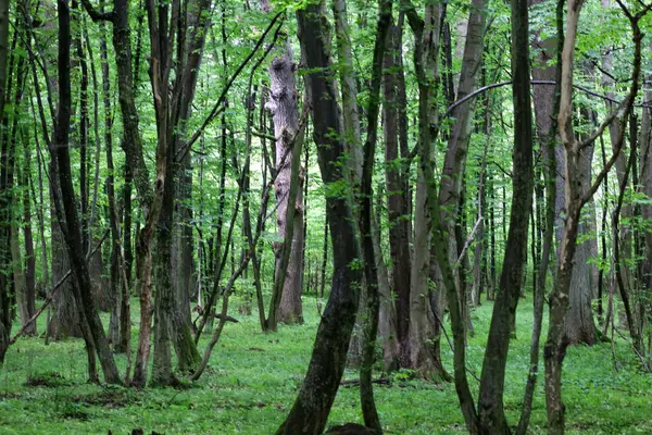 Bu fotoğraf uzun ağaçlar ve yerdeki yemyeşil bitkilerle dolu sık bir ormanı tasvir ediyor. Işık yaprakların arasından süzülerek gölgeler yaratır ve ağaç gövdelerinin dokusunu vurgular..