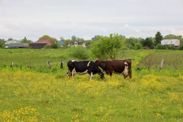 Fotoğraf, sarı çiçeklerle benekli büyük yeşil bir çayırda otlayan iki ineği gösteriyor. Arka planda, kırsal evler ve ağaçlar görülebiliyor ve tipik bir tarım manzarası yaratıyor..