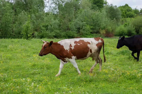 Bu fotoğraf yeşil bir çayırda otlayan iki ineği gösteriyor. Bir inek kırmızı ve beyazdır, diğeri siyahtır ve her ikisi de yemyeşil çimenler ve kır çiçekleri arasında serbestçe dolaşır. Görüntü, kırsal yaşamın huzurlu bir sahnesini aktarıyor..